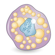 artist's depiction of white, beige, and brown fat cells