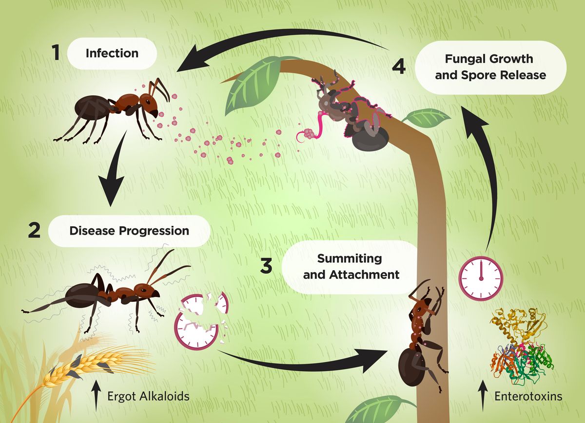 A graphic showing four stages of the Ophiocordyceps fungus life cycle.  