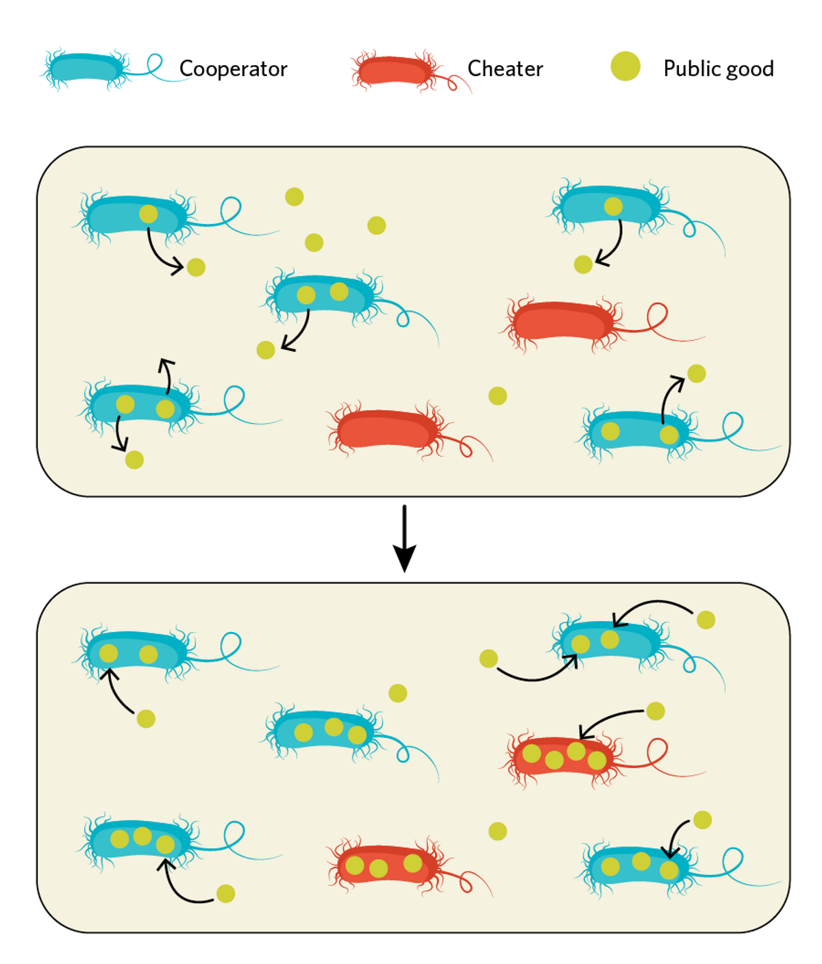 Infographic showing how bacterial cheaters benefit from cooperators in bacterial communities