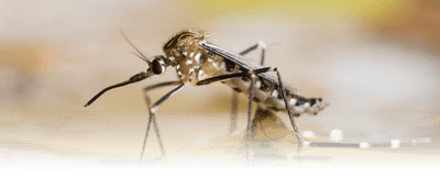 Photograph of a black and white mosquito standing on a water surface, where its reflection is visible.