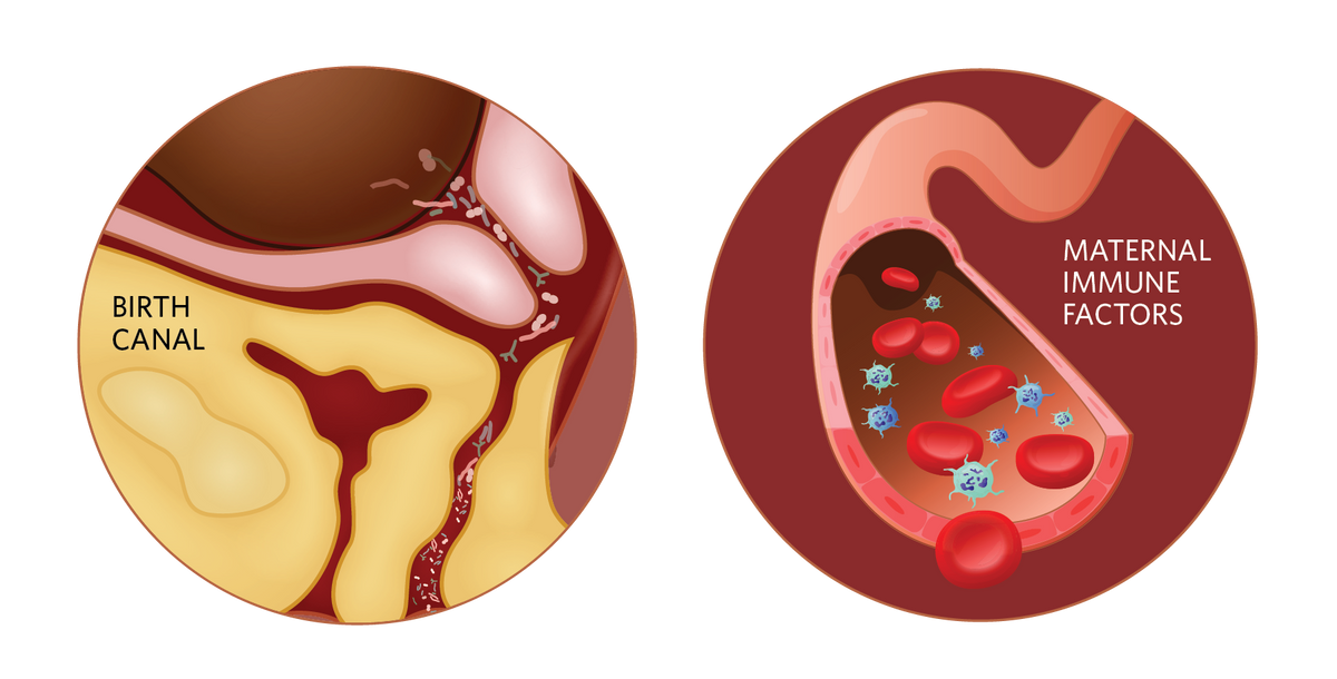 Illustration showing immunology during pregnancy 