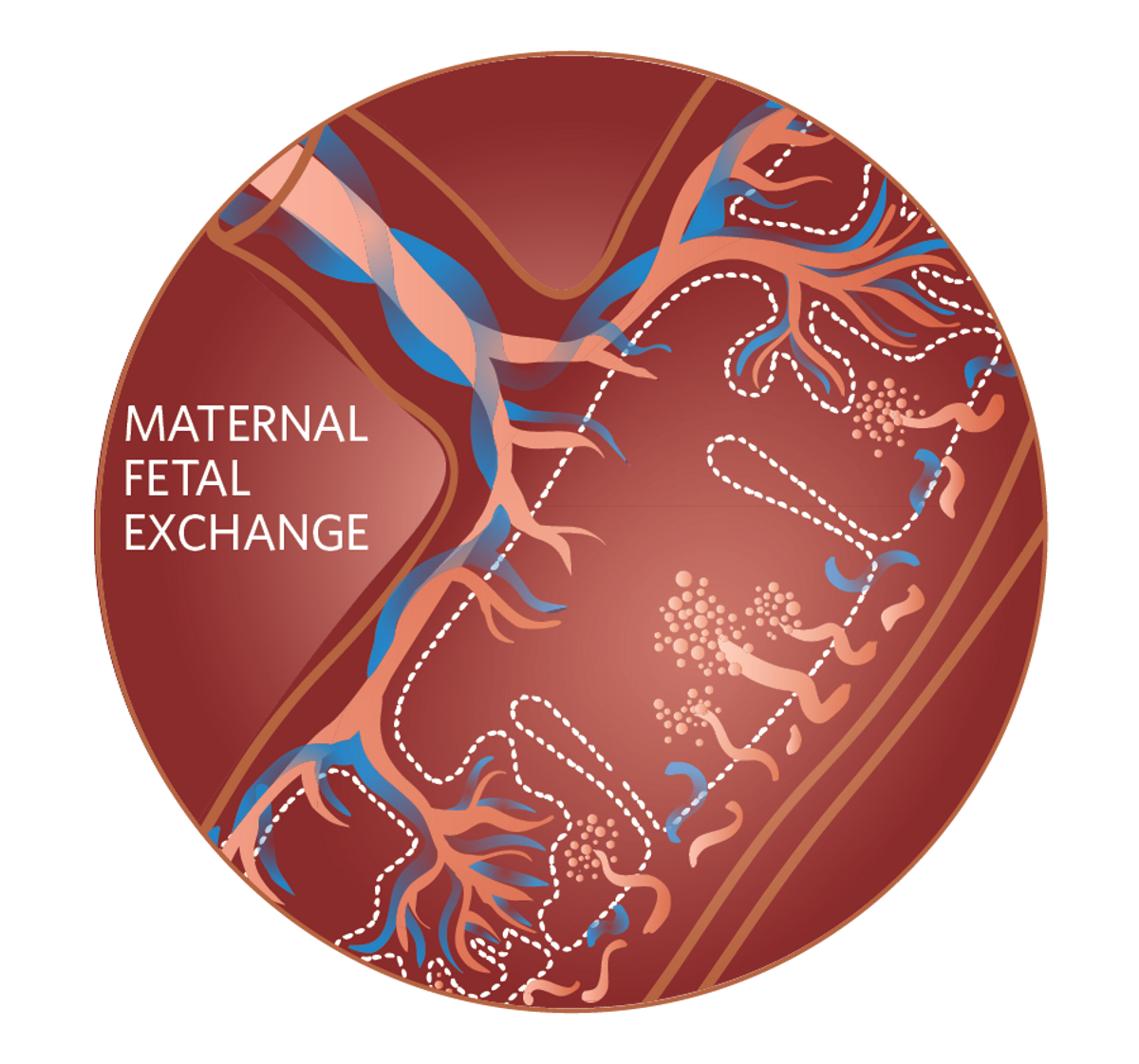 Illustration showing immunology during pregnancy 