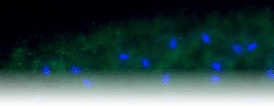 <em>Wolbachia</em> bacteria, marked in green, are found in a wasp&rsquo;s egg, where the wasp&rsquo;s DNA is shown in blue.