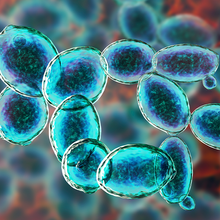 Maximize protein production in yeast with CRISPR editing