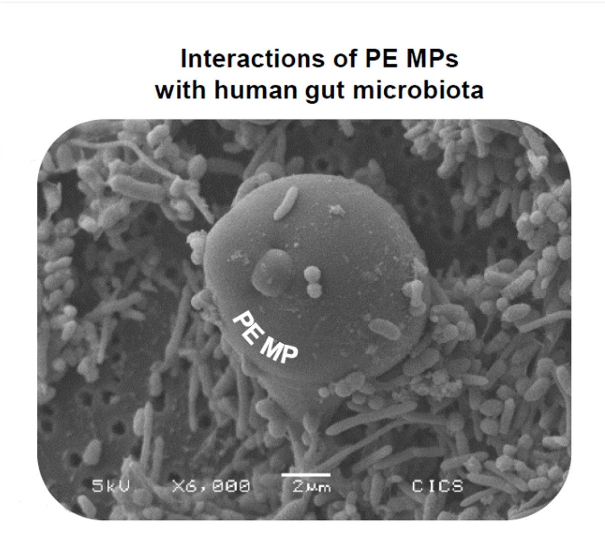 Electron microscope image of human gut microbes interacting with a plastic polyethylene microparticle.