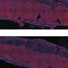 The two sections show an oval-shaped structure, some of which is red in color. The red-colored structure is larger in the image above.