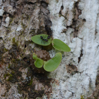 ants symbiotic plants