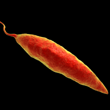 3D illustration of Leishmania parasite against a black background.