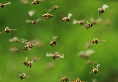 Slideshow: Watch Insects in Motion