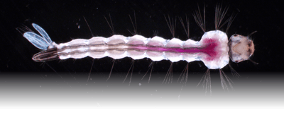 Researchers at the University of Arizona developed a pH-responsive probe that activated in the basic environment (purple) of the larval midgut and bound to gut proteins.