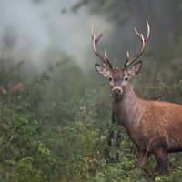 deer forest sounds