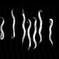 c. elegans sleep microfluidics