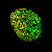 embryoid human embryonic stem cell