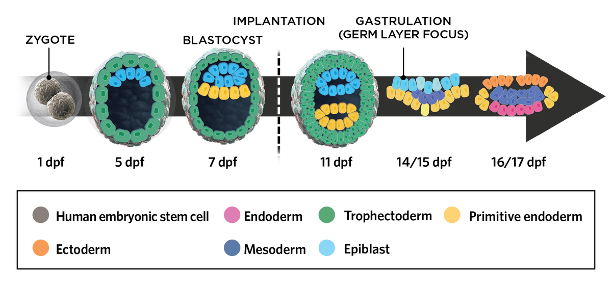 Illustration of a timeline of important milestones in early embryogenesis currently replicated in stem-cell embryo models. Embryonic stem cells (ESCs, gray) differentiate and divide into multiple cells of either trophectoderm (green) or epiblast (light blue) lineages. As growth continues, some cells divide and mature into primitive endoderm tissue. After implantation, the tissues of the developing embryo further organize. At 14 days post fertilization, at the start of gastrulation, the cells of the epiblast begin to mature into the three germ layers, the endoderm (pink), mesoderm (dark blue), and ectoderm (orange).