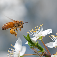 honey bee apis mellifera pollinator pesticides fungicides FPF PRO Sivanto