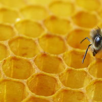 Honeybee with varroa mite sitting on honeycombs 