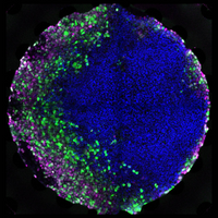 human embryonic stem cells differentiate differentiation layers organization induced