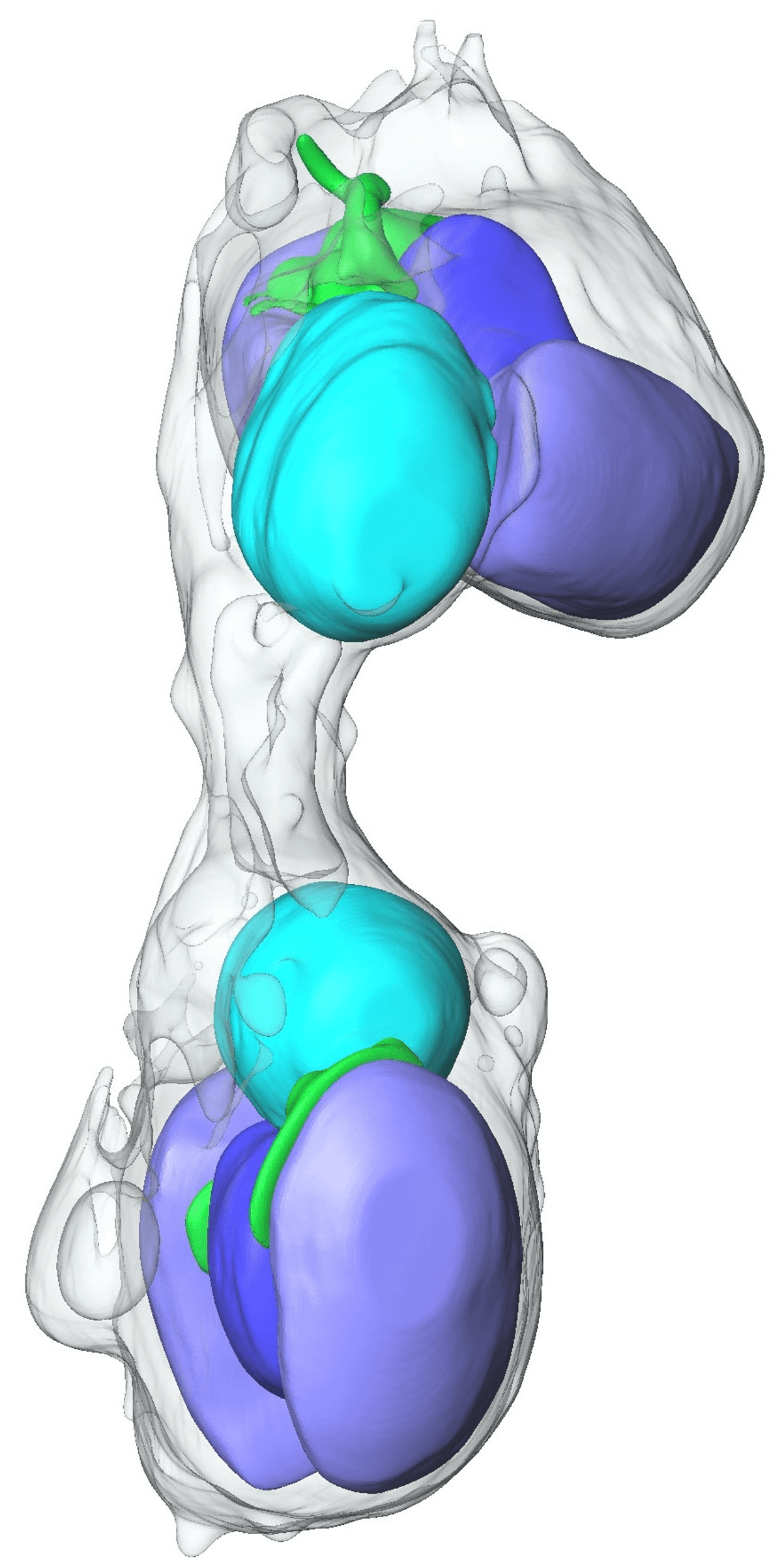 Colored shapes in cyan, blue, green and lilac are localized in two equivalent pockets of the same gray translucent bag. This represents a dividing cell with equally dividing organelles.