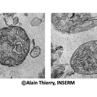 cell-free mitochondria plasma cancer