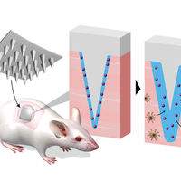 MO Microneedle patch mouse cells