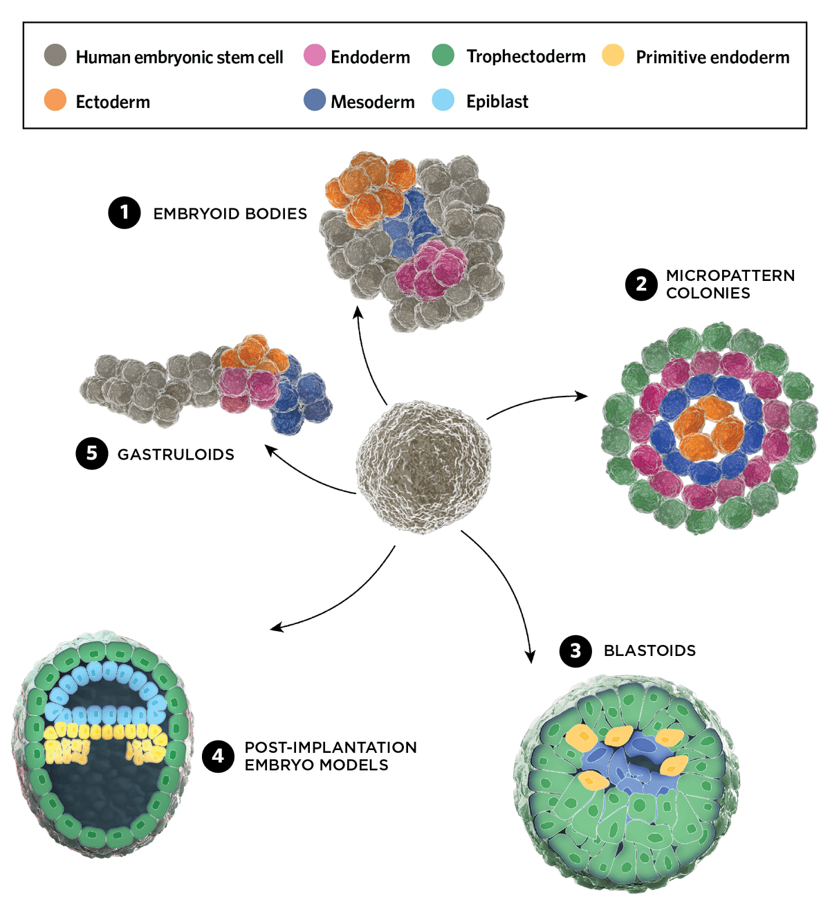 An illustration of five stem cell-based embryo models used to study embryonic development at different stages. Embryoid bodies, at the top of the page, are a cluster of embryonic stem cells (ESCs) that differentiate portions into ectoderm (orange), mesoderm (dark blue), and endoderm (pink). Micropattern colonies in the top right have ESCs that differentiate into organized 2D layers: Trophectoderm (green), endoderm (pink), mesoderm (dark blue), and ectoderm (orange). In the bottom right, blastoids are 3D models of the pre-implantation embryo, with trophectoderm (green), primitive endoderm (yellow) and epiblast (blue) cells. Post-implantation embryos (bottom left) see greater organization of the trophectoderm (green), epiblast (light blue), and primitive endoderm (yellow). Gastruloids, top left, mimic stages of gastrulation and early organogenesis. ESC clusters elongate in culture and begin to differentiate into the three germ layers, endoderm (pink), mesoderm (dark blue), and ectoderm (orange).