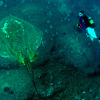 smalleye stingray marine ocean biology animal wildlife largest photo id identification migration long distance