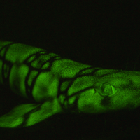 glowing swell shark