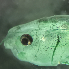 The head of a tadpole is pictured. Its eye is black, but the rest of its head is various shades of green