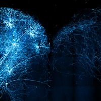 traced mouse neurons