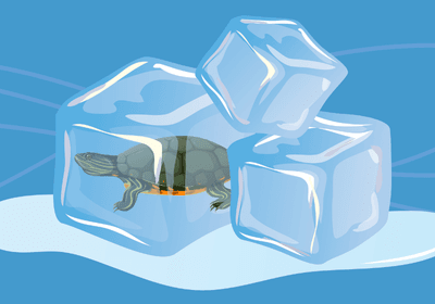 Cartoon of a turtle inside of an ice cube.