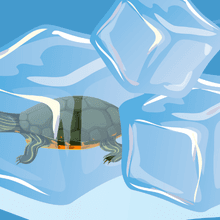 Cartoon of a turtle inside of an ice cube.