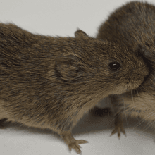 Two prairie voles are interacting with one another. The vole on the left sniffs the cheek of the vole on the right.