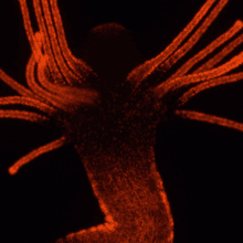 A Hydractinia polyp with stinging cells shown in red throughout the body and the tentacles.